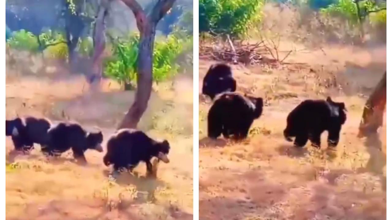 Bears From Sathyamangalam Tiger Reserve Roam Onto Tamil Nadu Highway