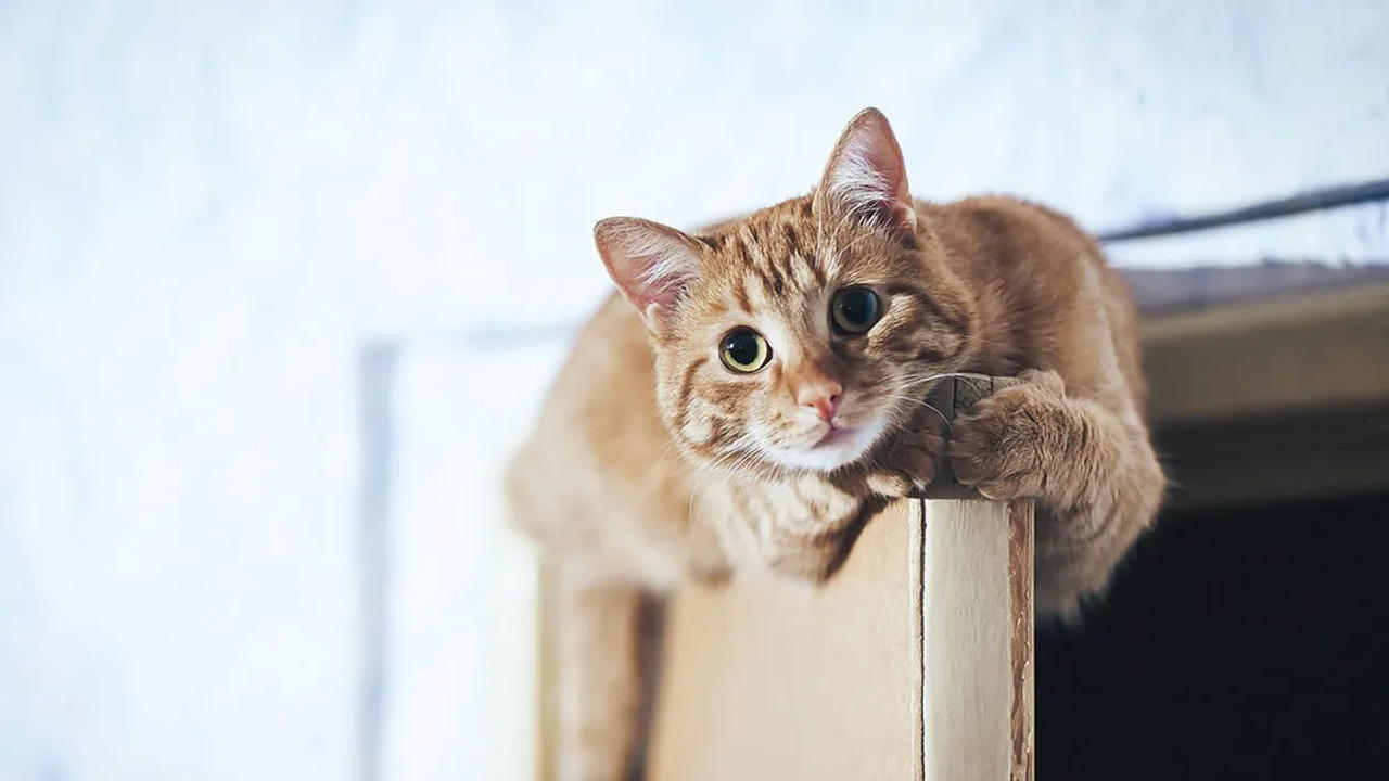 VIRAL: Cat Walking on High Web Wire