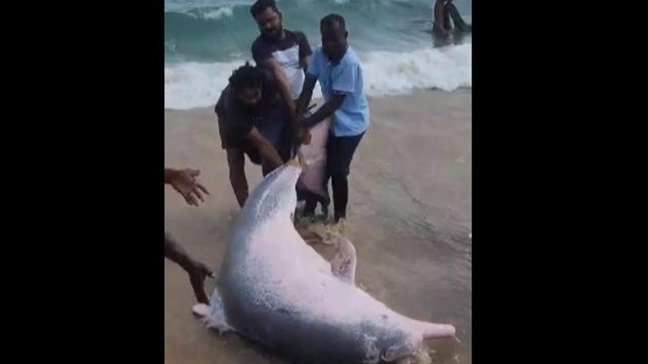 Dolphin Setting Free By Fishermen