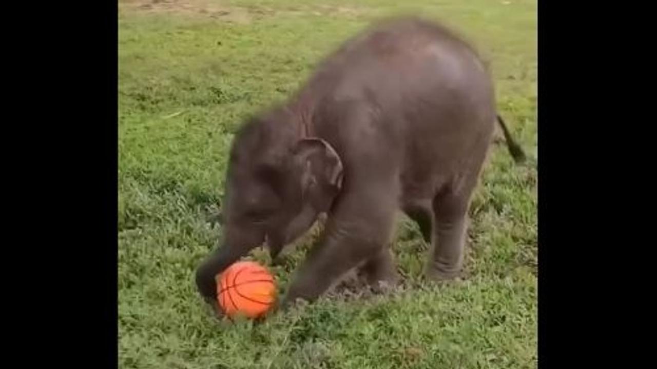 Elephant Playing Football