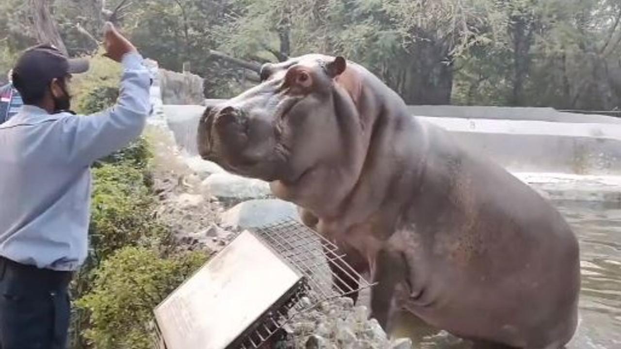 Security Guard Stops A Hippo Trying To Escape The Delhi Zoo