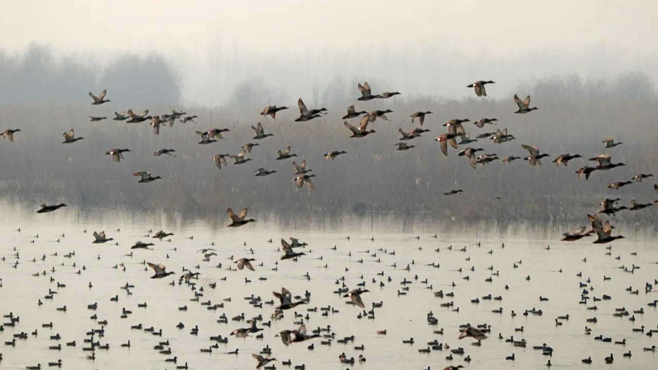 Wetland restoration