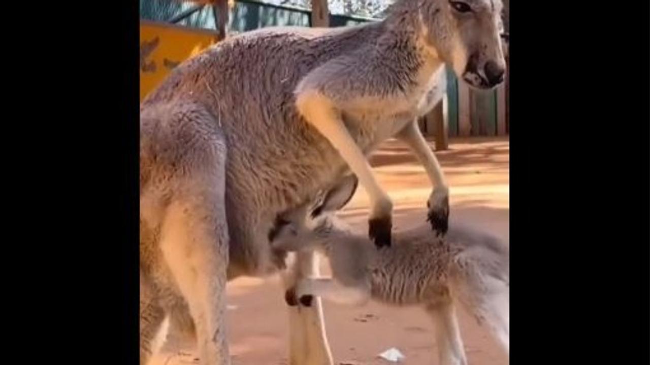 A video of a baby kangaroo trying to re-enter his mother's pouch and falling out has gone viral