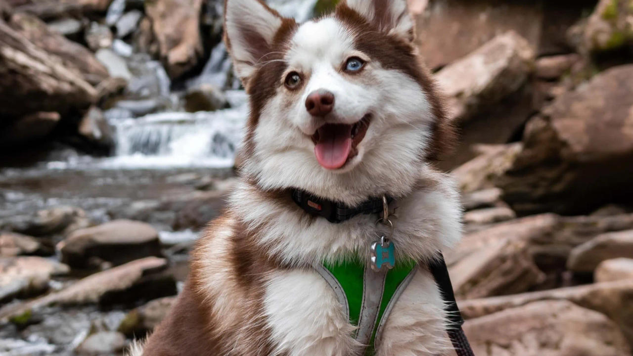 Dog says  I love you to the little ‘hooman’.