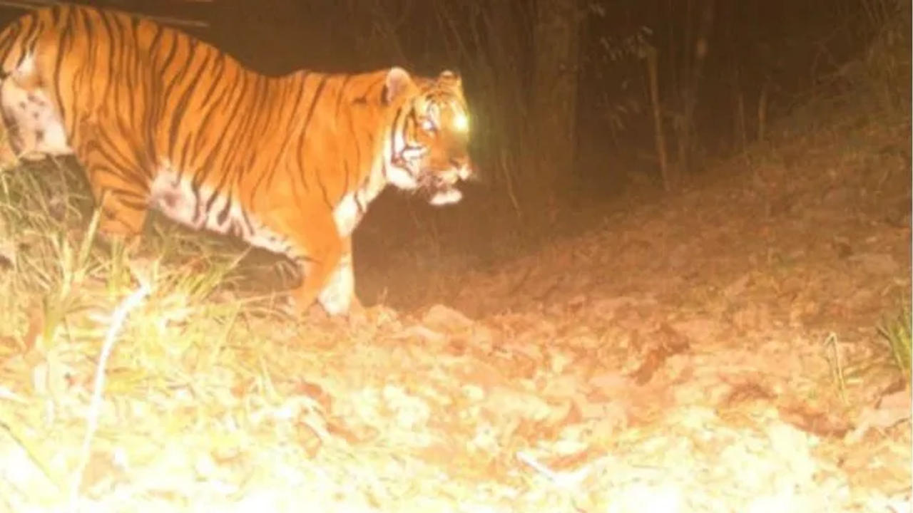 Royal Bengal tiger spotted at Rachela Danda, in Neora Valley National Park of Kalimpong