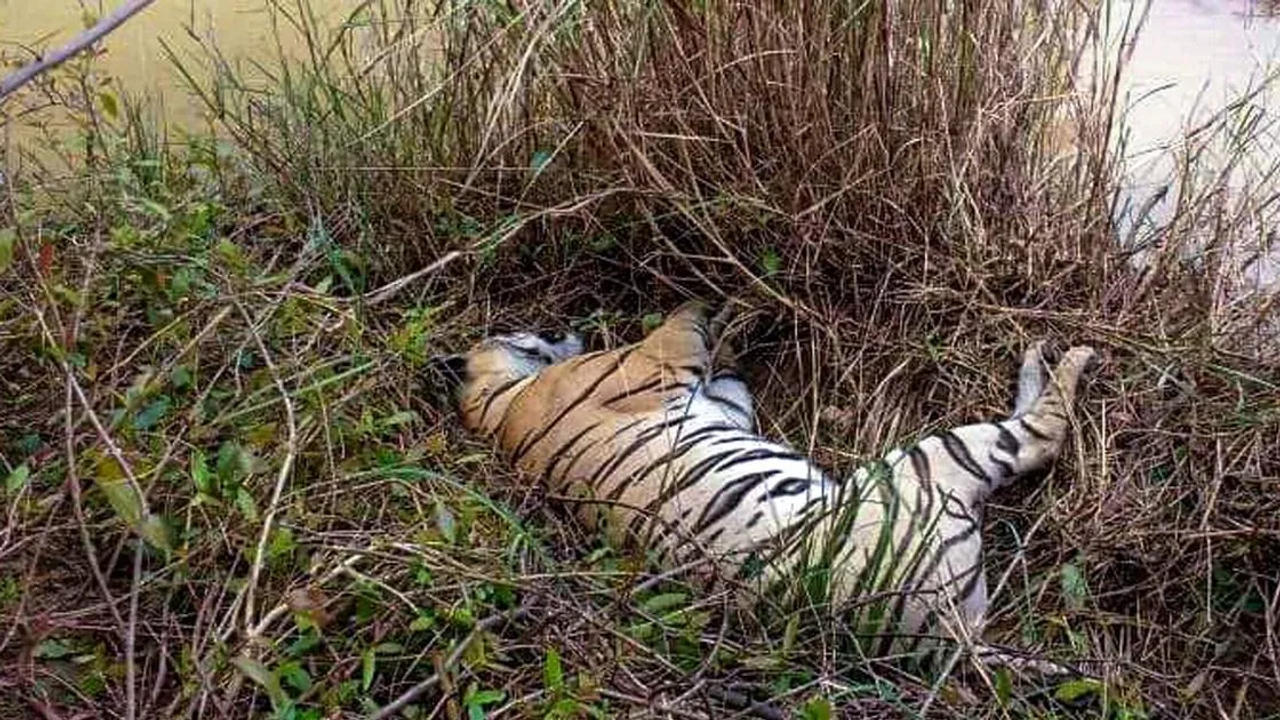 Tiger found dead