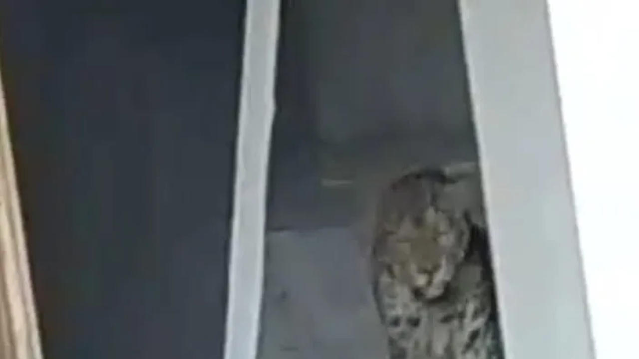 Leopard attacks three in Guwahati