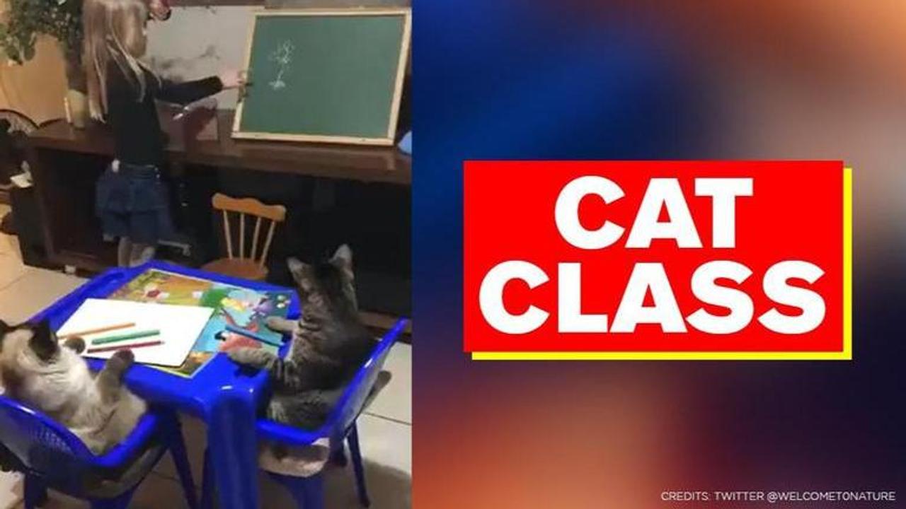 Video of cats being taught by little girl wins hearts