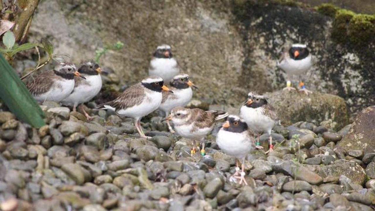 Colony of World's rarest shore birds mysteriously vanishes