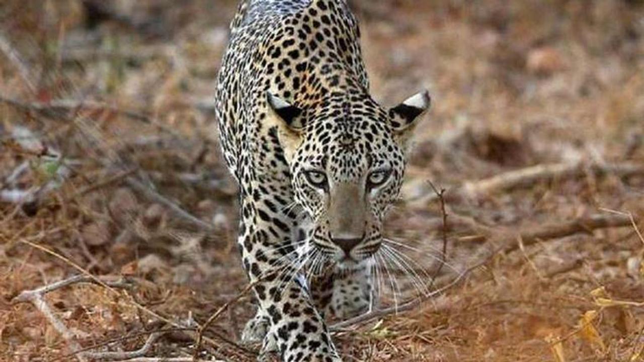 Leopard mauls 5-year-old boy to death in Guj's Chhota Udepur