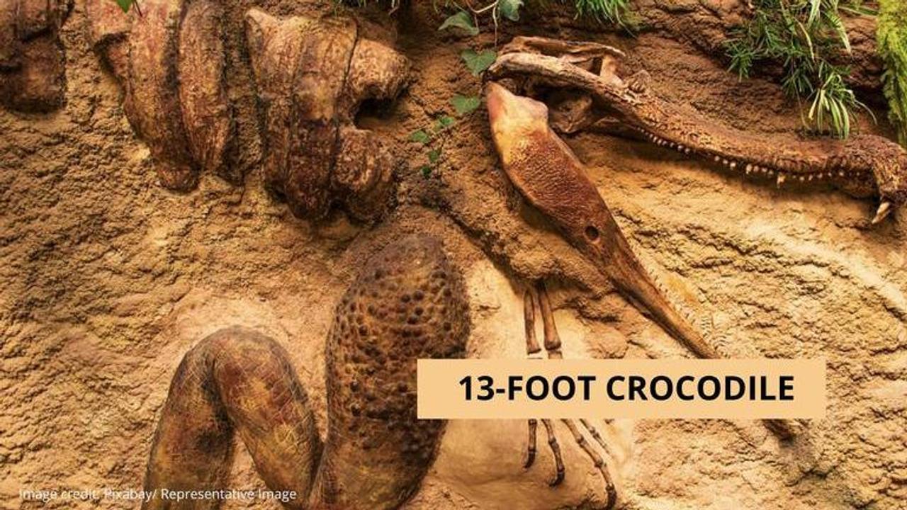 Prehistoric Crocodiles