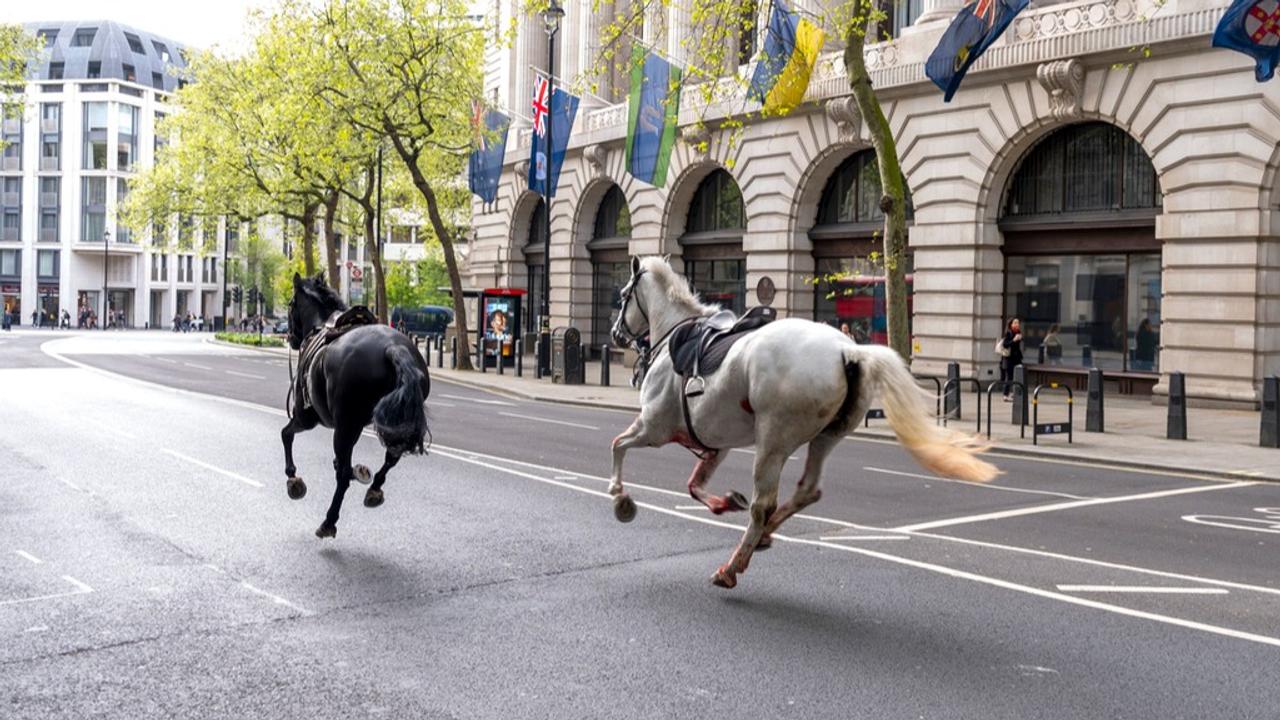 All of the military horses have now been recovered.