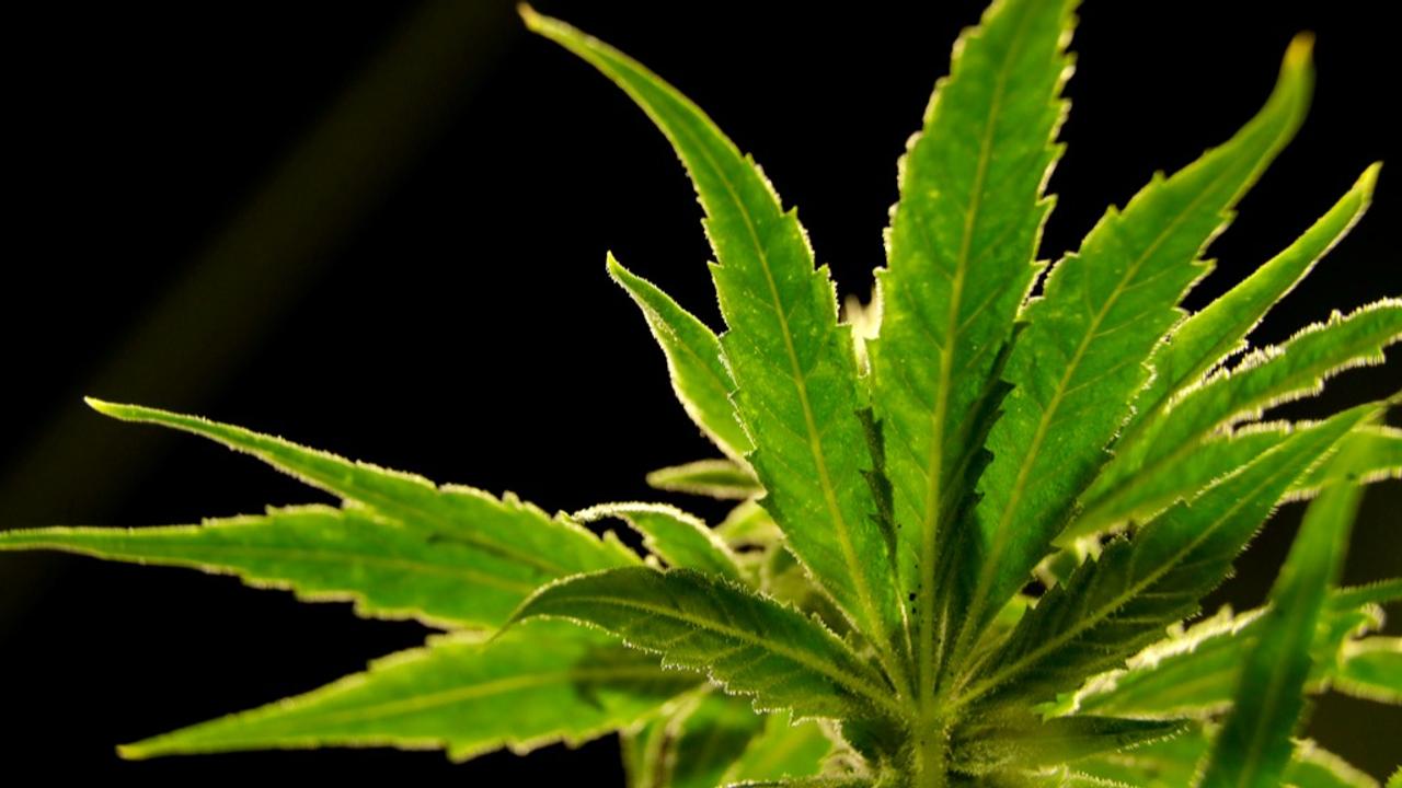 As per an AP report, the US is about to reclassify marijuana as a less dangerous drug. 