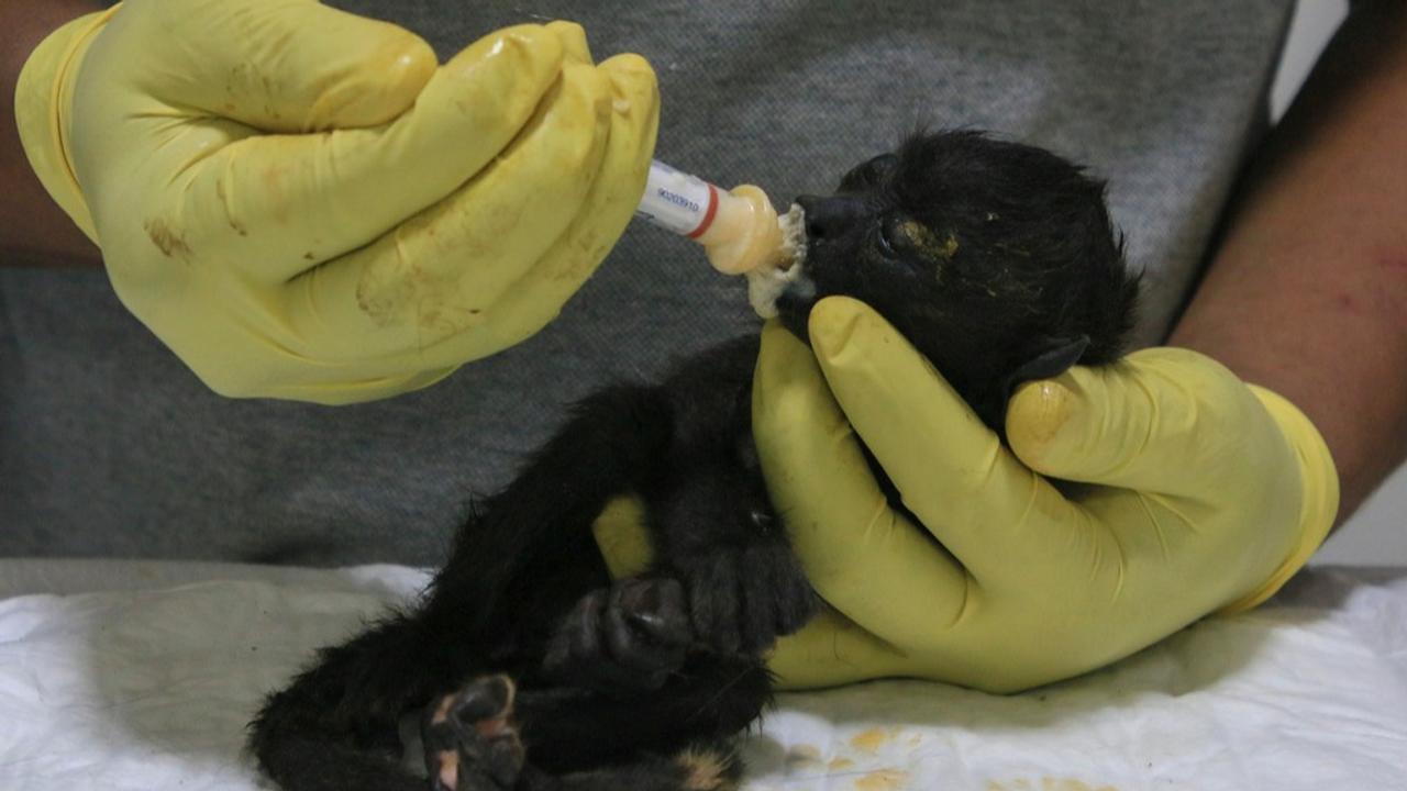 A veterinarian feeds a young howler monkey rescued amid extremely high temperatures in Tecolutilla, Mexico. 