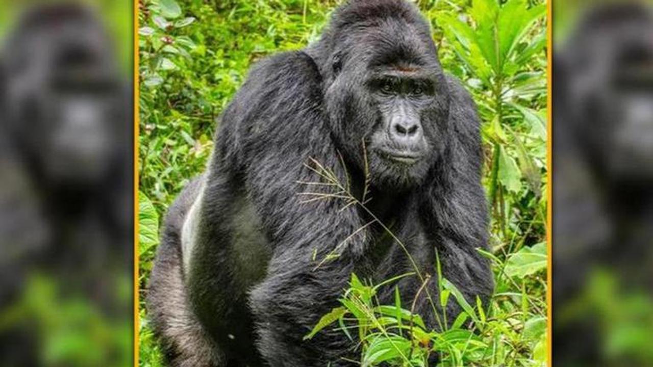 Ugandan gorilla