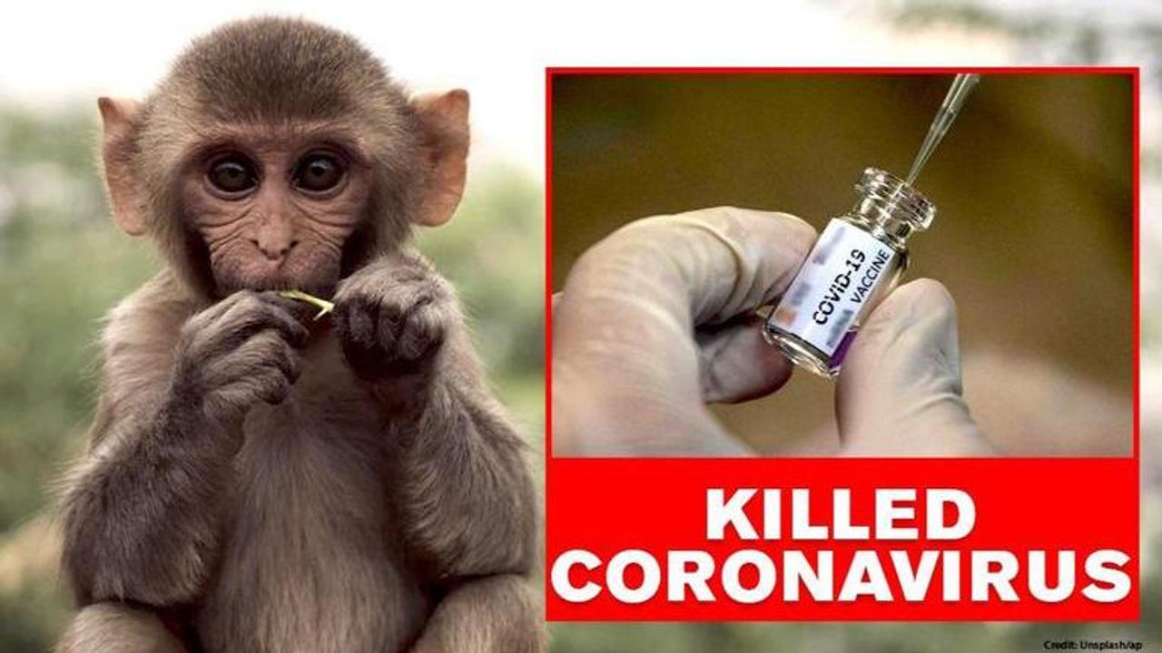 COVID-19: Study proves Moderna's coronavirus vaccine worked in monkeys