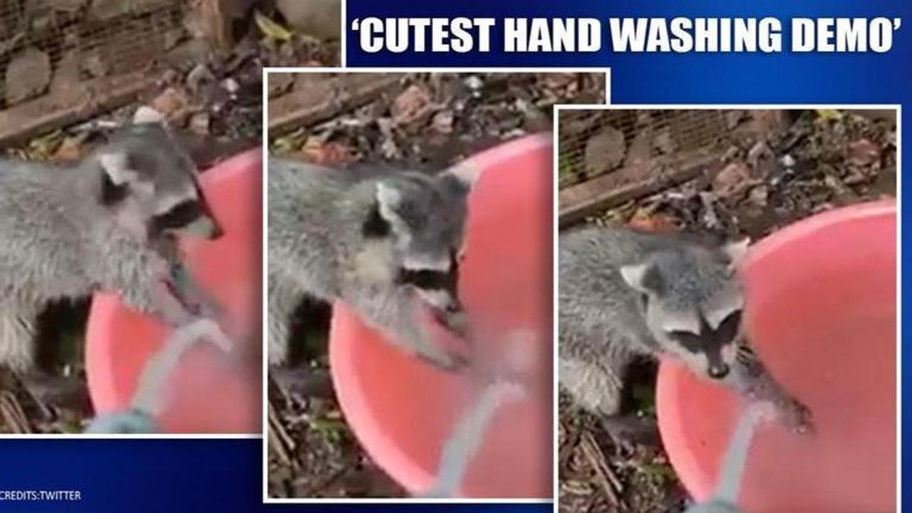 Coronavirus: Animals giving the cutest hand washing demo are now social media stars