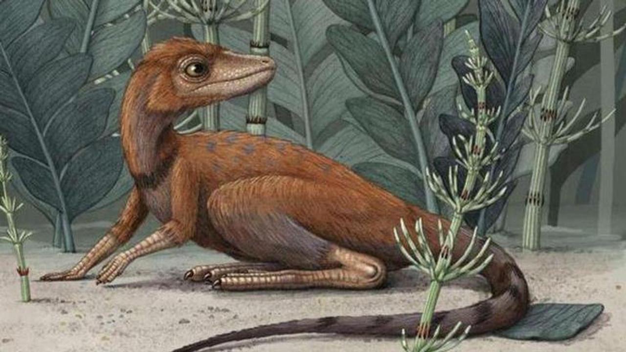 Fossils reveal dinosaur forerunner Kongonaphon was smaller than a cellphone