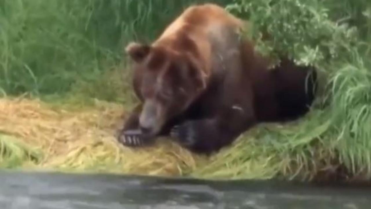 Bear Easily Catching A Fish Out Of A Running River Goes Viral