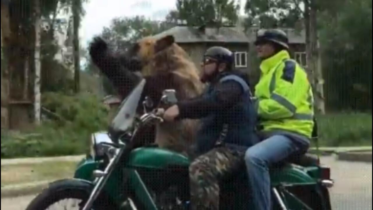 Viral Video Shows Bear Enjoying Bike Ride With Trainer