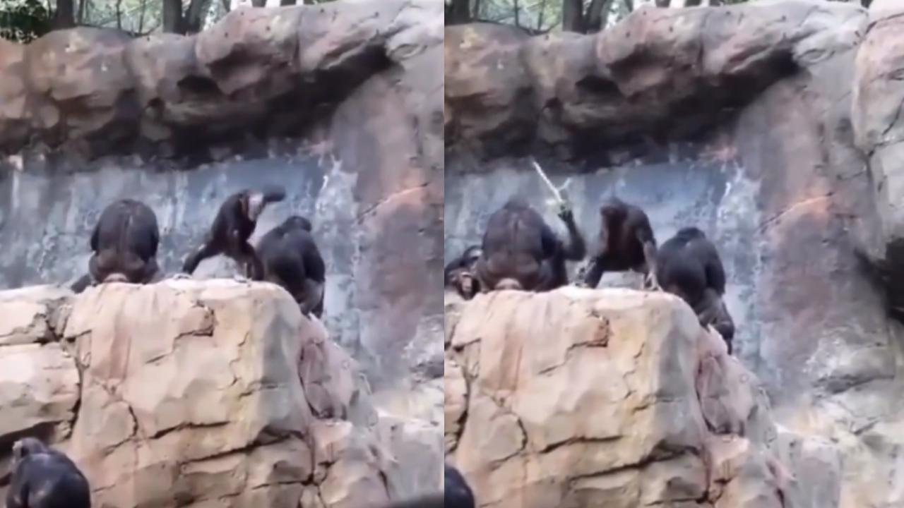 Mama chimp beats her kid for throwing rocks at people