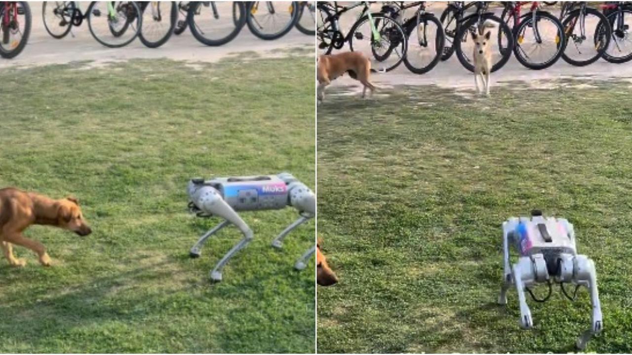 A viral video showing a robo dog playing with a stray at IIT Kanpur