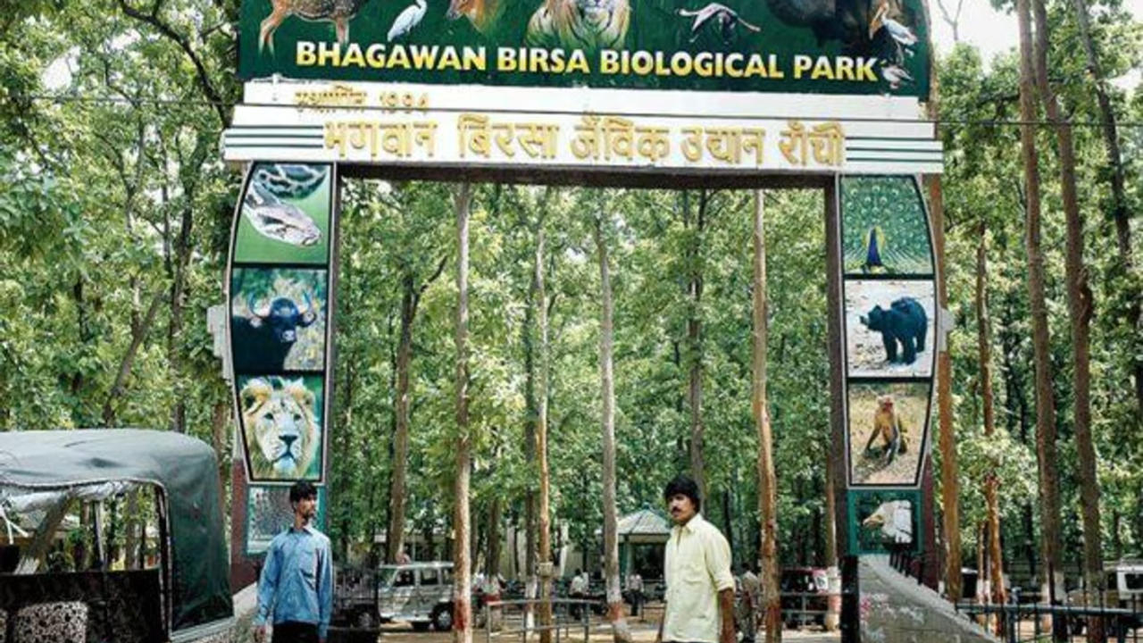 4 newborn tiger cubs die at Ranchi's Birsa zoo