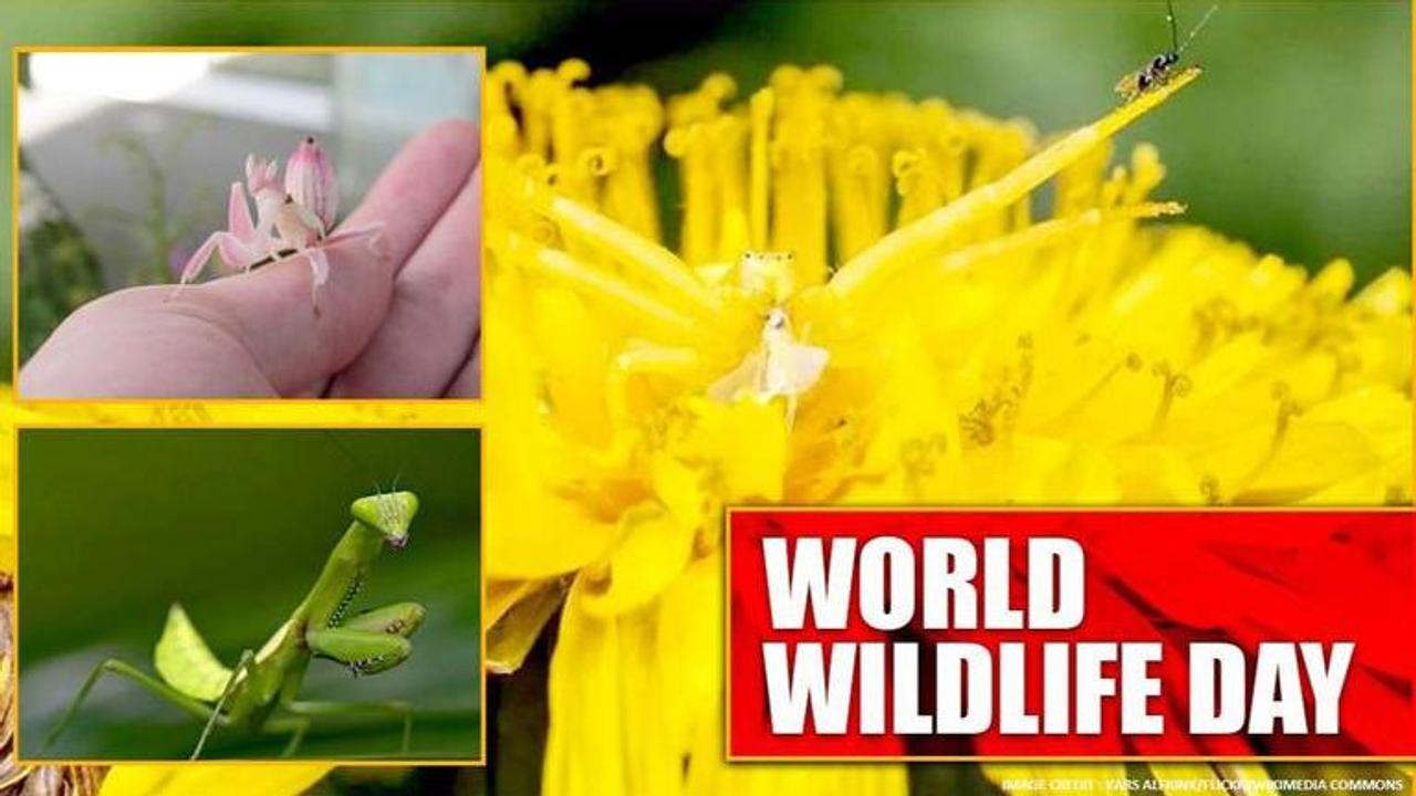 World Wildlife Day 2020: Top 10 insects with incredible camouflaging skills