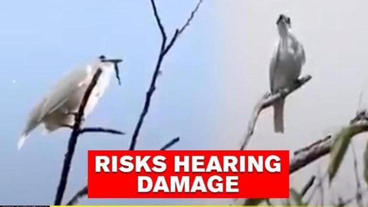 white bellbird