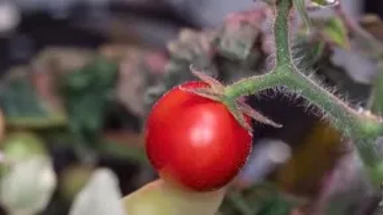 NASA reveals image of Recovered Space Tomatoes