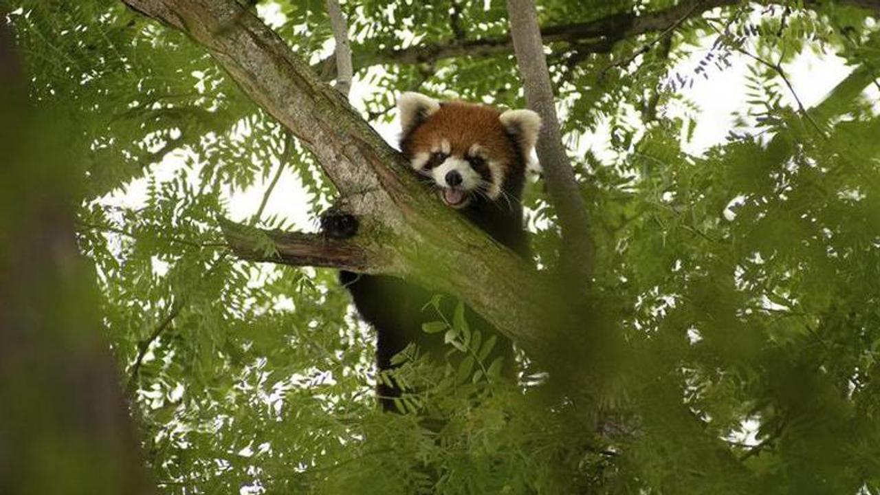 Missing red panda found safe in Columbus Zoo