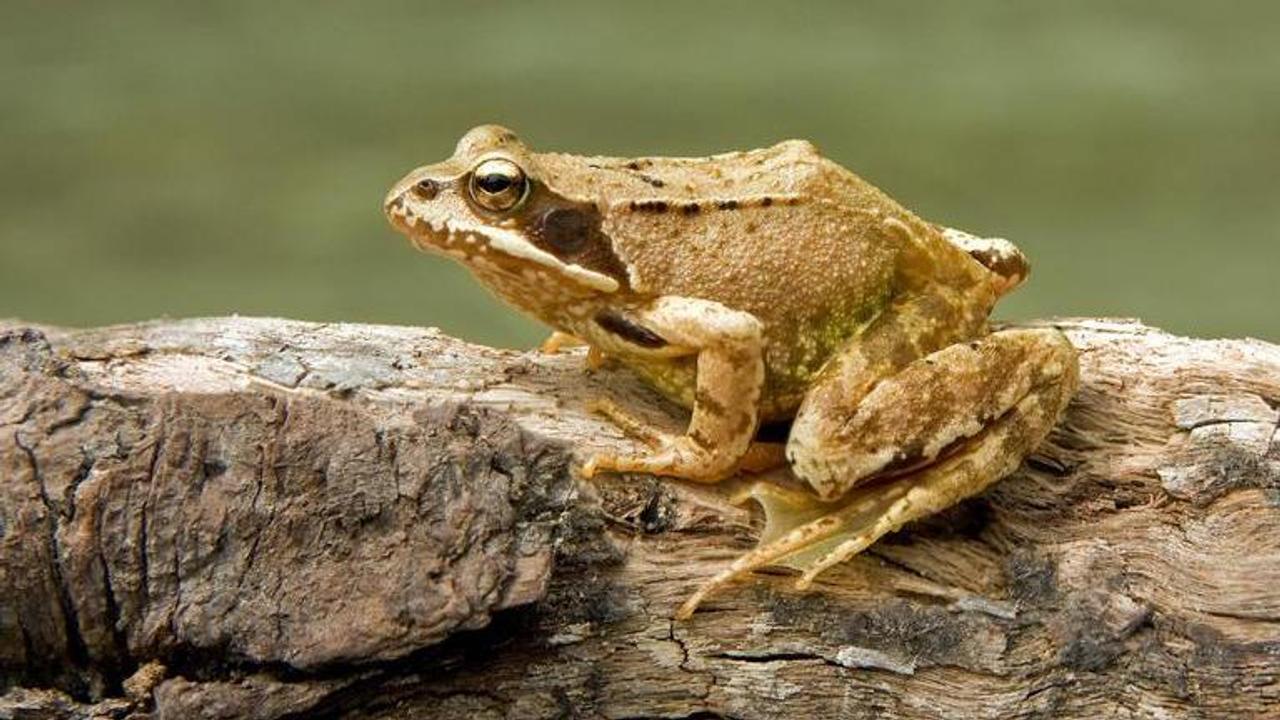 frogs getting married