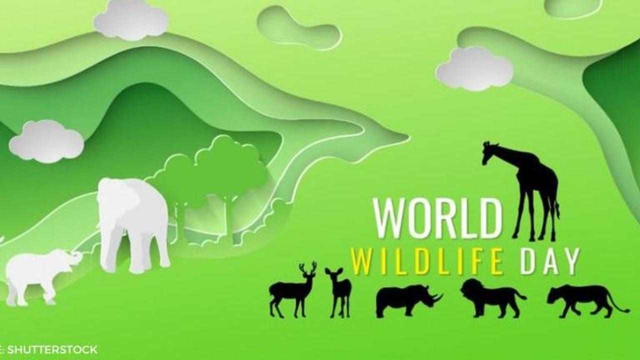 world wildlife day quotes