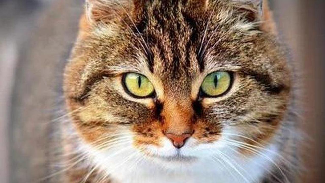 Study finds cats susceptible to coronavirus, prompts WHO investigation