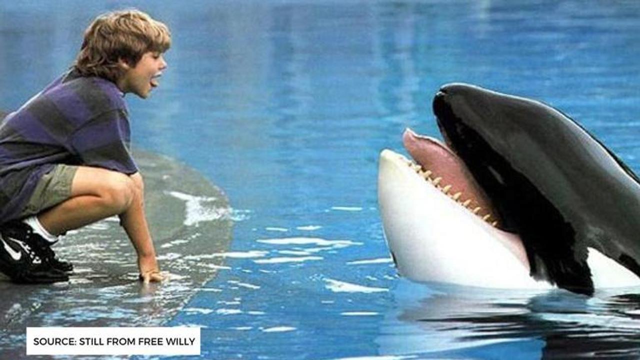 is free willy a true story