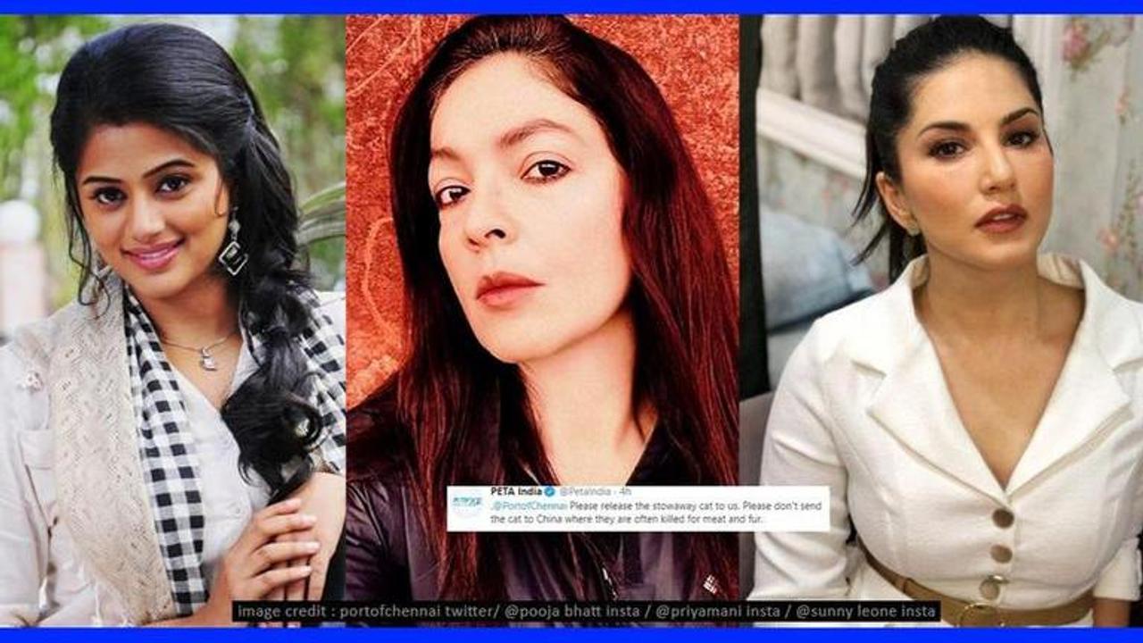 Pooja Bhatt, Priyamani, others react as cat faces deportation to China amid COVID-19 scare