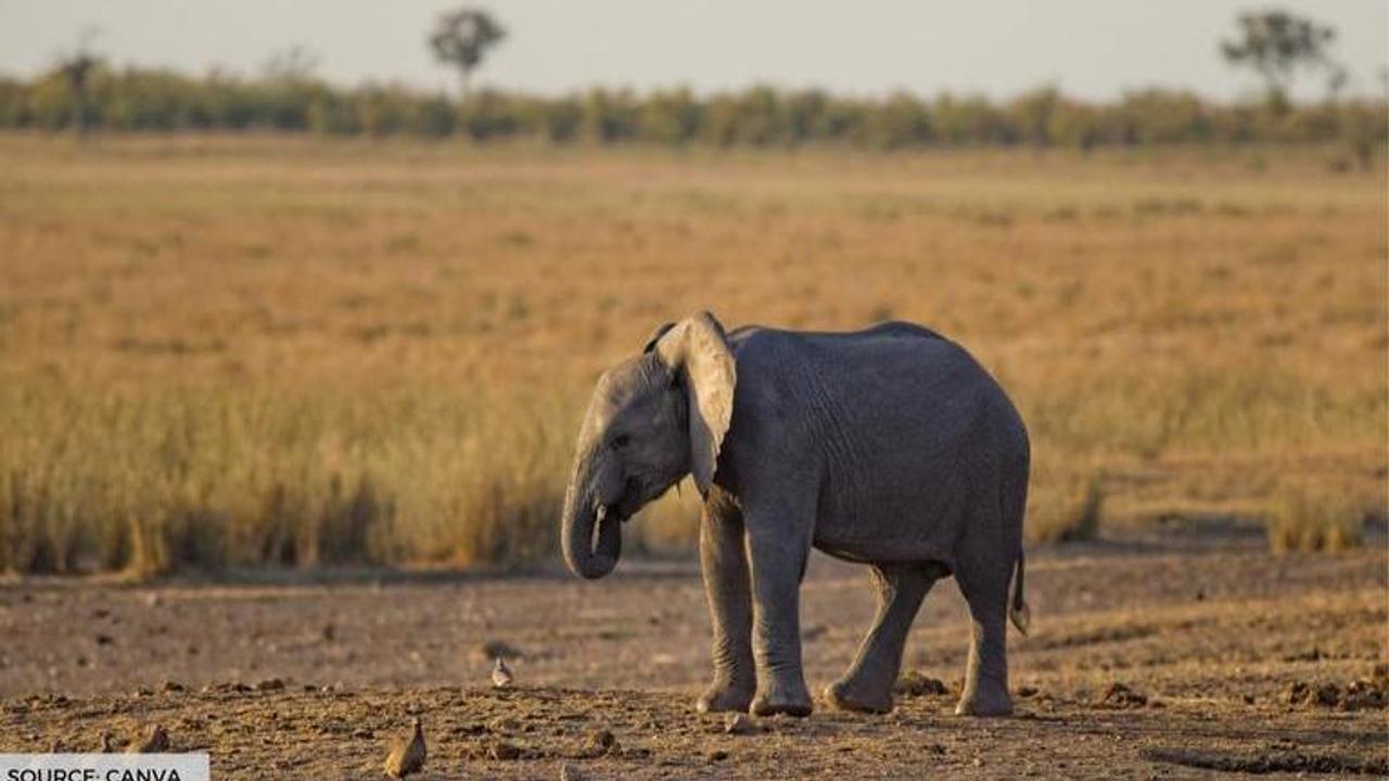 baby elephant