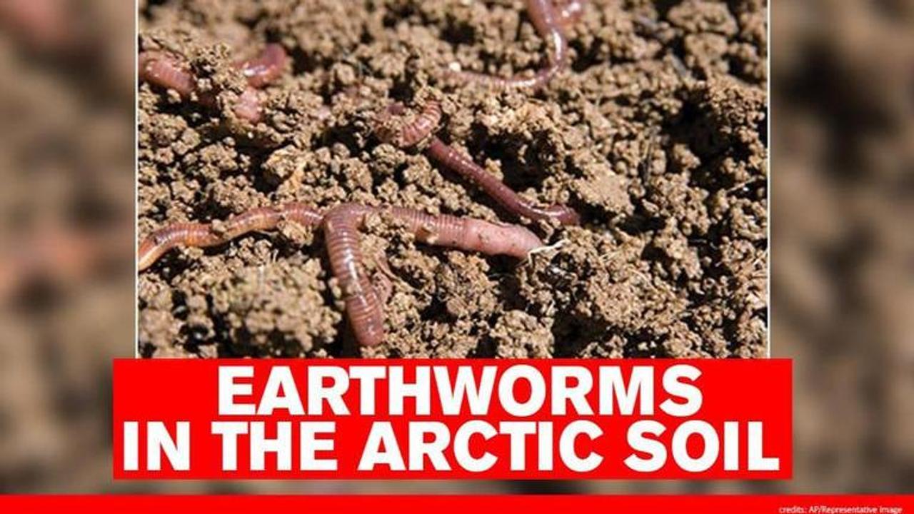 Earthworms