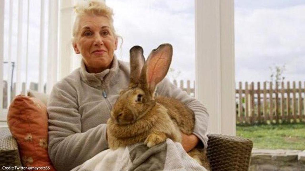 World's biggest rabbit