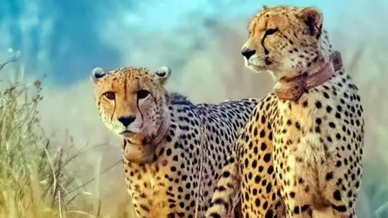 Cheetah