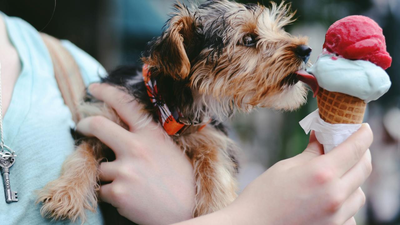 Frozen Treats For Pets