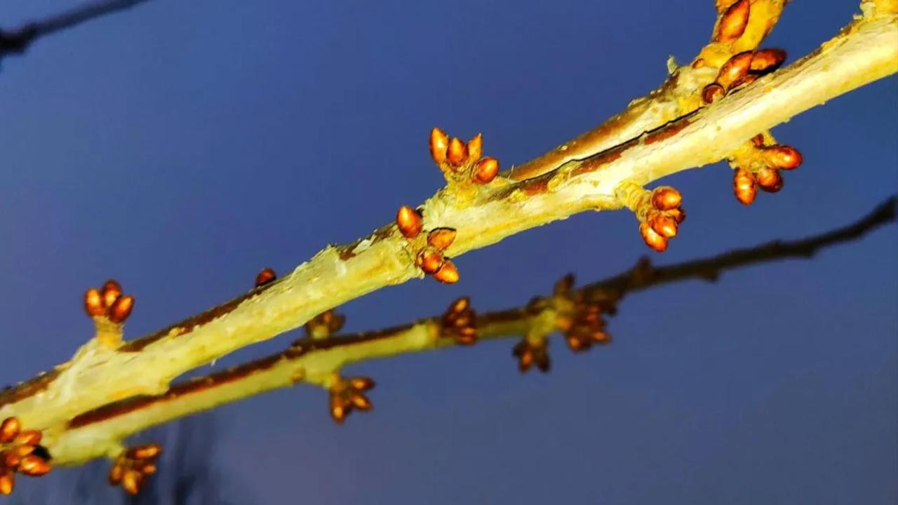 Winter Warmth Spurs Early Almond Blossoms