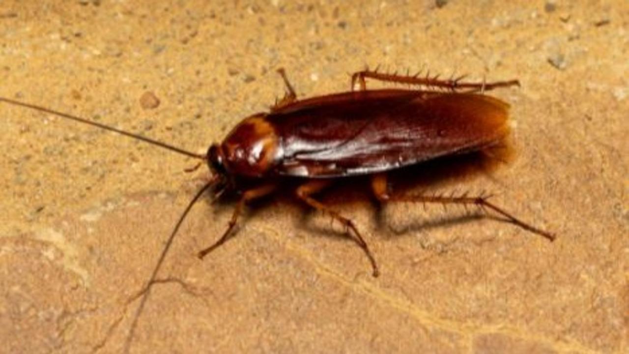 Cockroach in lungs