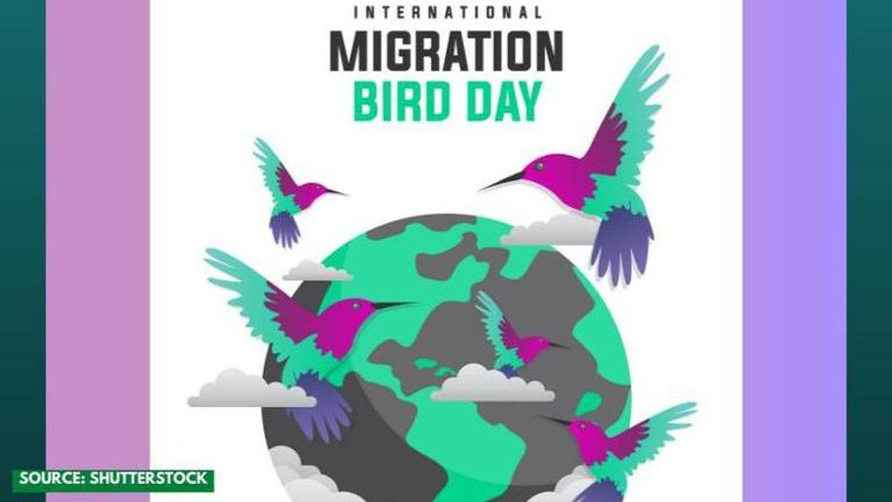 World migratory bird day images