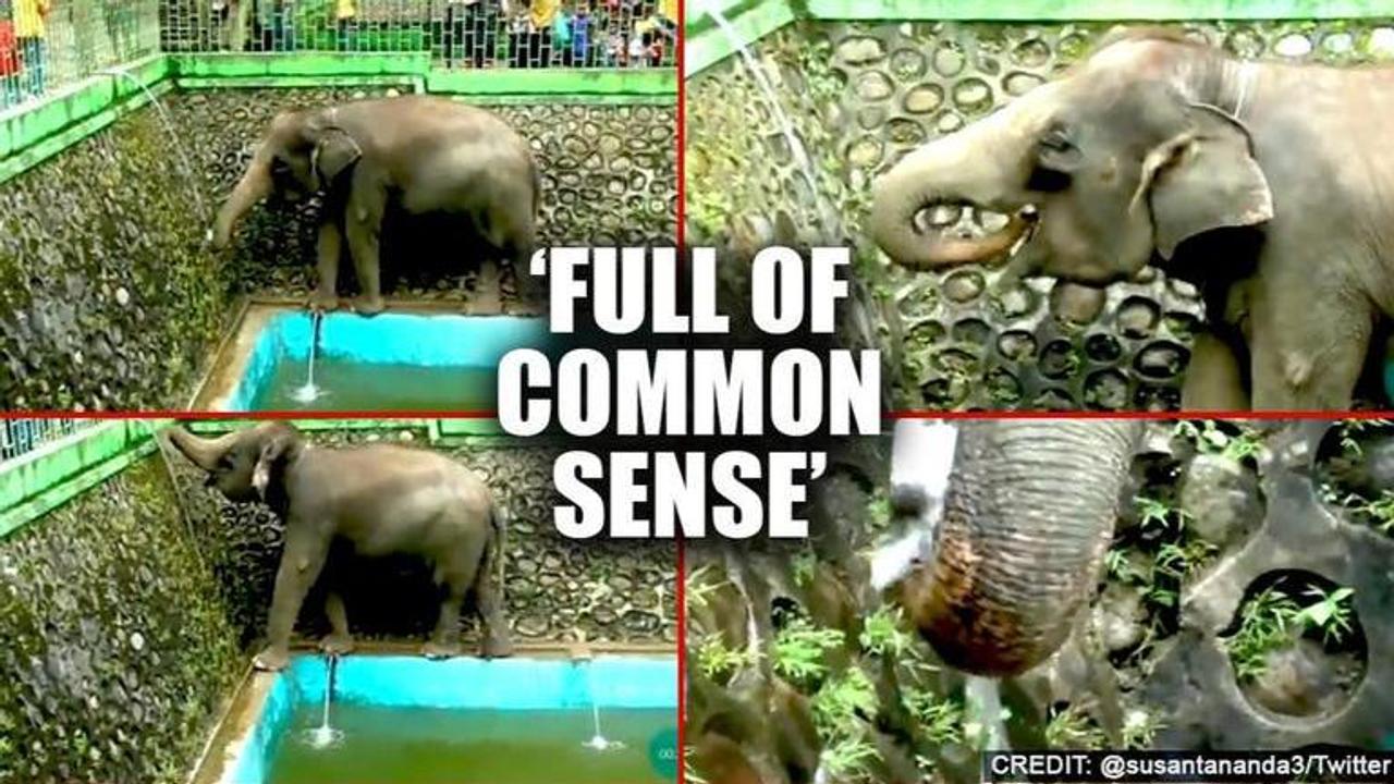 'Intelligent' Elephant opens tap to drink water, netizens flabbergasted