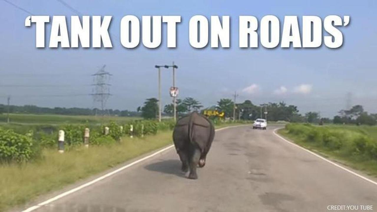 Assam: Rhino's free run on highway leaves netizens in splits