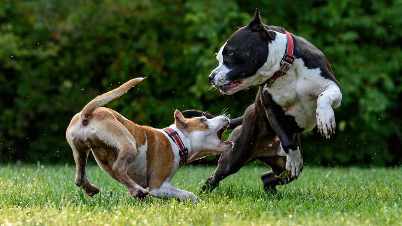 Ferocious dog breeds