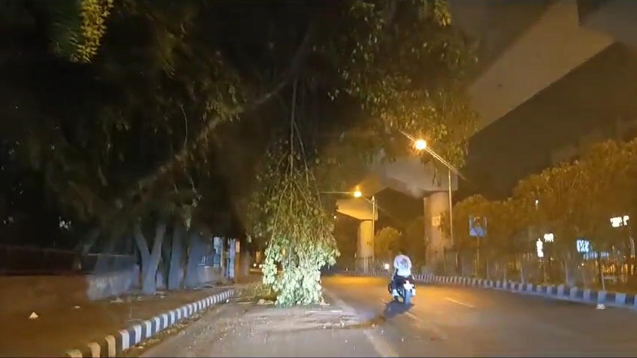 Trees were seen rustling ferociously as squally winds with speeds of 60-70 kmph swept through Delhi..