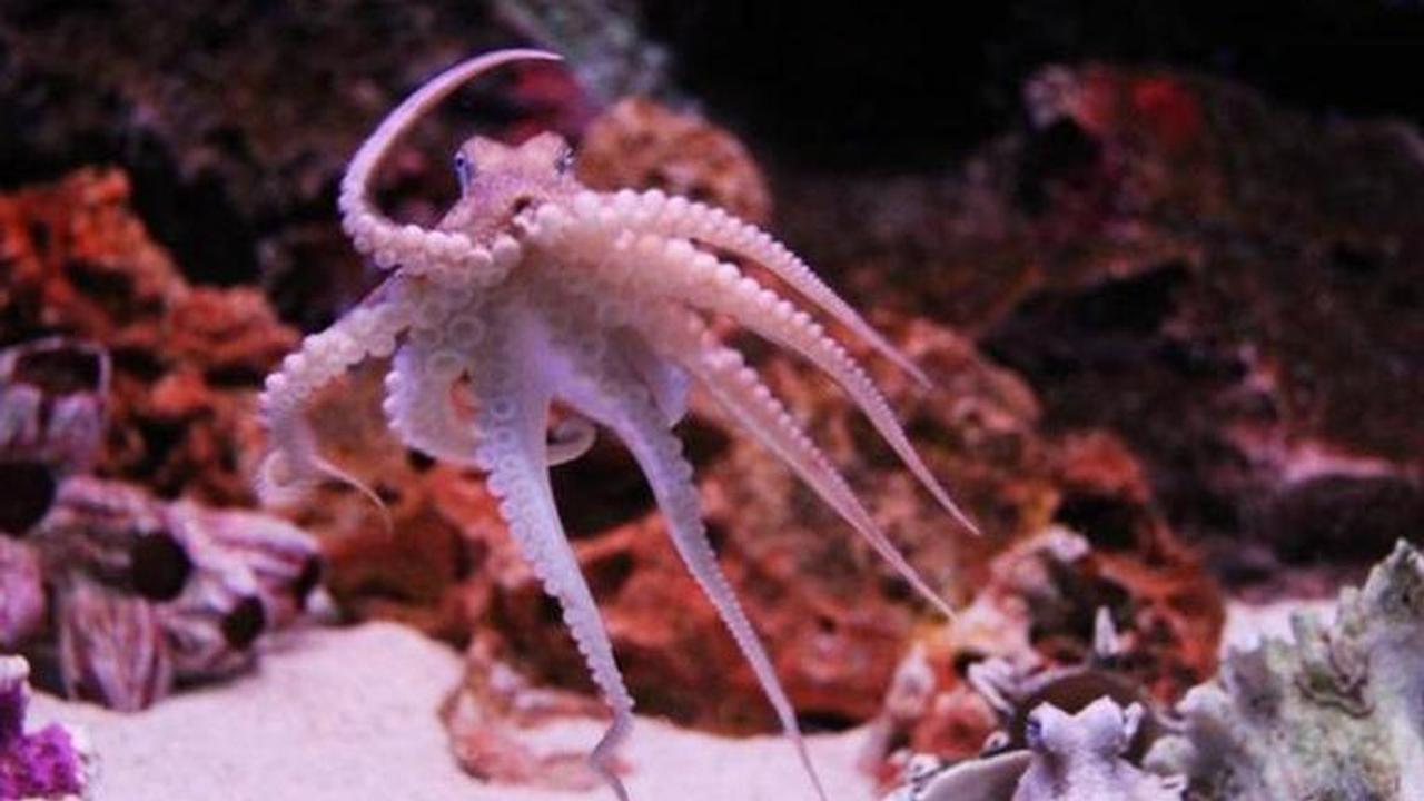 Octopus spotted at Juhu Koliwada Beach