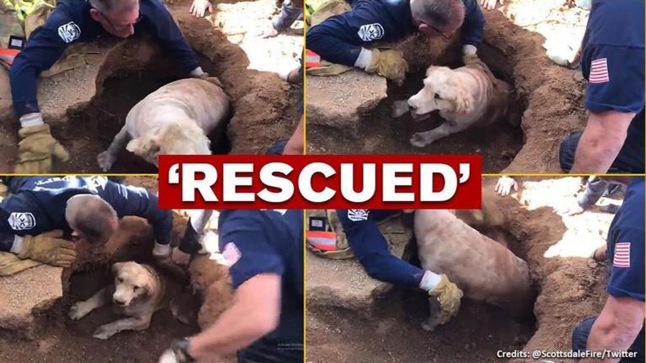 Scottsdale Fire Department  golden retriever, people in praise for the firefighters